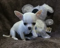 Rascal, a male Chihuahua for sale in Lincoln, NE – 6 of 9