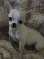 Rascal, a male Chihuahua for sale in Lincoln, NE – 2 of 9