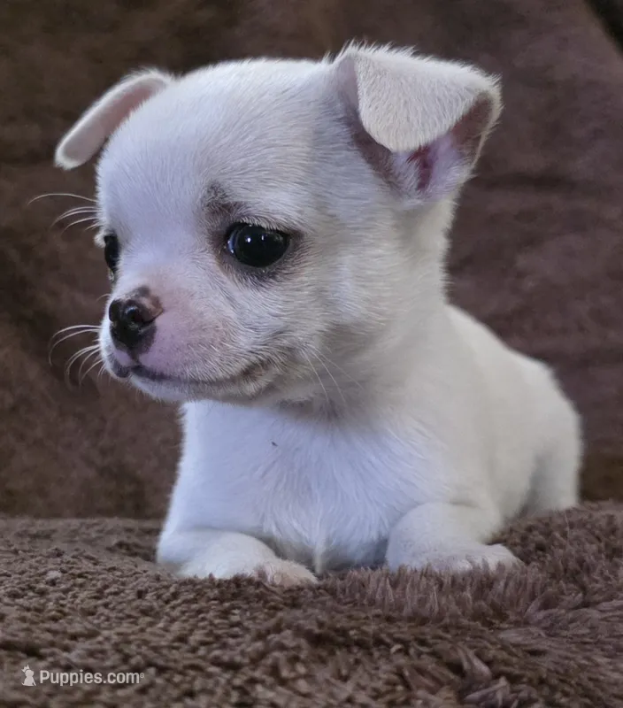 Royce, a male Chihuahua for sale in Lincoln, NE – 1 of 3