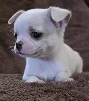 Royce, a male Chihuahua for sale in Lincoln, NE – 1 of 3