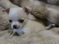 Rascal, a male Chihuahua for sale in Lincoln, NE – 3 of 4