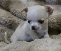 Rascal, a male Chihuahua for sale in Lincoln, NE – 4 of 4