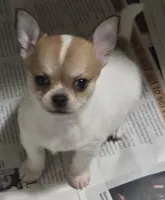 Spanky, a male Chihuahua for sale in Lincoln, NE – 5 of 6