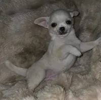 Rolin, a male Chihuahua for sale in Lincoln, NE – 4 of 6