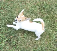 Spanky reduced , a male Chihuahua for sale in Lincoln, NE – 3 of 10
