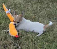 Spanky reduced , a male Chihuahua for sale in Lincoln, NE – 4 of 10