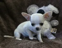 Rascal, a male Chihuahua for sale in Lincoln, NE – 4 of 9