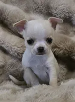 Rascal, a male Chihuahua for sale in Lincoln, NE – 2 of 4