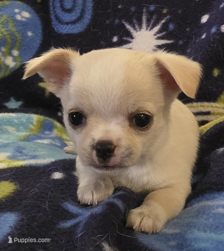 Rolin – Chihuahua puppy for sale in Lincoln, NE