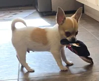 Spanky, a male Chihuahua for sale in Lincoln, NE – 2 of 8