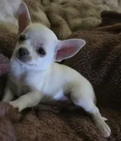 Snoop, a male Chihuahua for sale in Lincoln, NE – 2 of 6