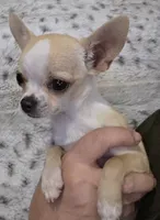 Rascal, a male Chihuahua for sale in Lincoln, NE – 2 of 8