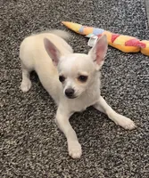 Snoop (reduced), a male Chihuahua for sale in Lincoln, NE – 7 of 7