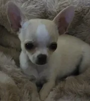Rascal, a male Chihuahua for sale in Lincoln, NE – 3 of 9