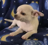 Snoop, a male Chihuahua for sale in Lincoln, NE – 4 of 6