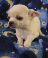 Snoop, a male Chihuahua for sale in Lincoln, NE – 5 of 6