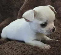 Royce, a male Chihuahua for sale in Lincoln, NE – 2 of 3