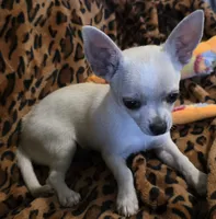 Snoop (reduced), a male Chihuahua for sale in Lincoln, NE – 3 of 7