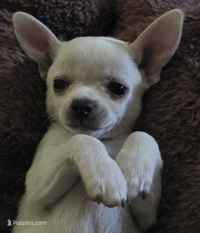 Snoop – Chihuahua puppy for sale in Lincoln, NE