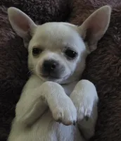 Snoop, a male Chihuahua for sale in Lincoln, NE – 1 of 6