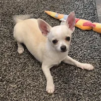 Snoop (reduced), a male Chihuahua for sale in Lincoln, NE – 2 of 7