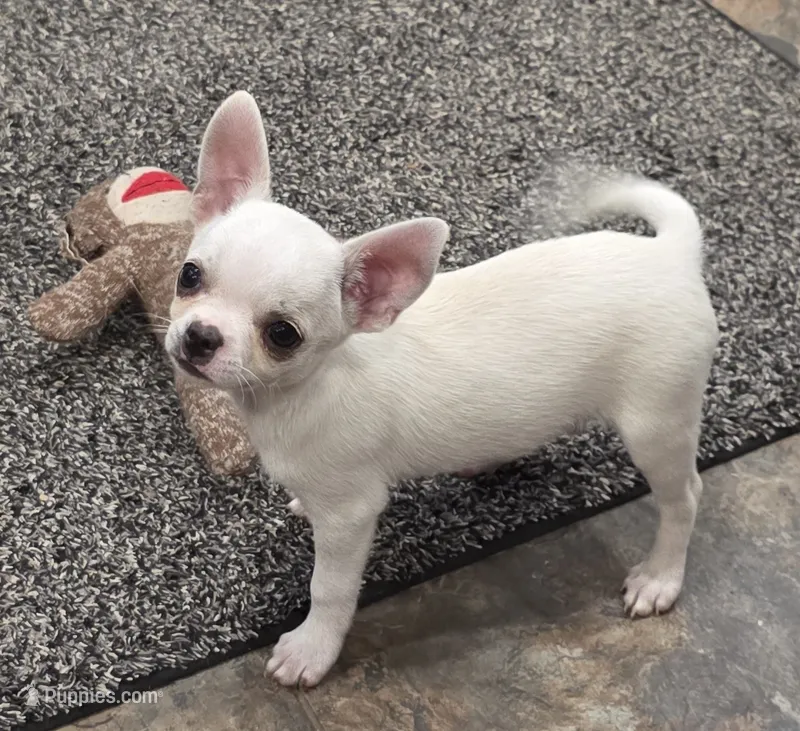 Royce – Chihuahua puppy for sale in Lincoln, NE