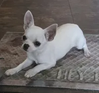 Royce (reduced), a male Chihuahua for sale in Lincoln, NE – 2 of 7