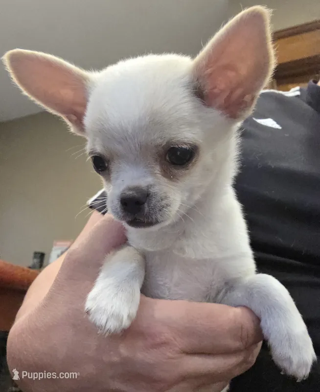 Rolin – Chihuahua puppy for sale in Lincoln, NE