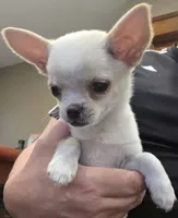 Rolin, a male Chihuahua for sale in Lincoln, NE – 1 of 6