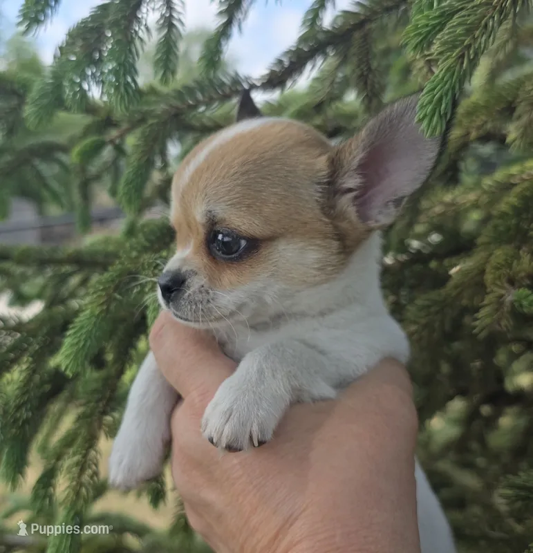 Spanky – Chihuahua puppy for sale in Lincoln, NE