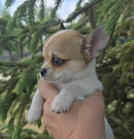 Spanky, a male Chihuahua for sale in Lincoln, NE – 1 of 6