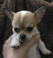 Spanky, a male Chihuahua for sale in Lincoln, NE – 3 of 6