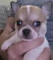 Spanky, a male Chihuahua for sale in Lincoln, NE – 6 of 6