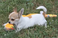 Spanky reduced , a male Chihuahua for sale in Lincoln, NE – 1 of 10