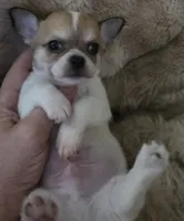 Spanky, a male Chihuahua for sale in Lincoln, NE – 2 of 6