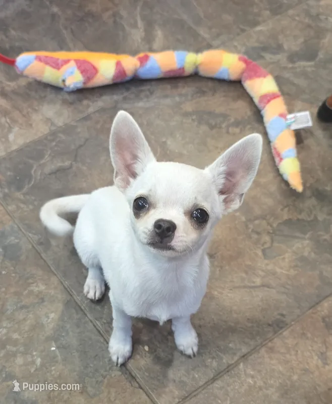 Royce – Chihuahua puppy for sale in Lincoln, NE