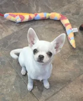 Royce (reduced), a male Chihuahua for sale in Lincoln, NE – 1 of 7