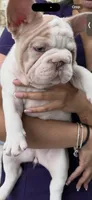 CHANEL , a female French Bulldog for sale in New York City, NY – 3 of 3