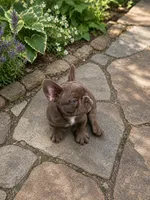 BENJI, a male French Bulldog for sale in New York City, NY – 1 of 2