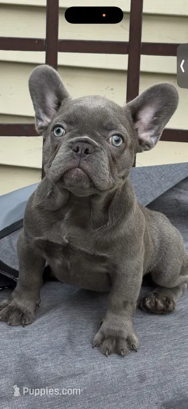 SKY – French Bulldog puppy for sale in New York City, NY