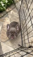 BENJI, a male French Bulldog for sale in New York City, NY – 2 of 2