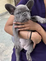 SKY, a female French Bulldog for sale in New York City, NY – 3 of 3