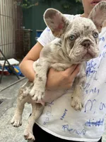 ASTRO, a male French Bulldog for sale in New York City, NY – 3 of 3