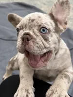 ASTRO, a male French Bulldog for sale in New York City, NY – 2 of 3