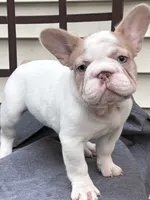 CHANEL , a female French Bulldog for sale in New York City, NY – 1 of 3