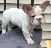 CHANEL , a female French Bulldog for sale in New York City, NY – 2 of 3