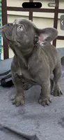 SKY, a female French Bulldog for sale in New York City, NY – 2 of 3