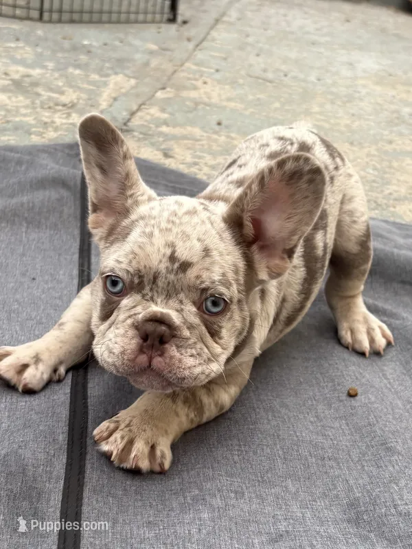 ASTRO – French Bulldog puppy for sale in New York City, NY