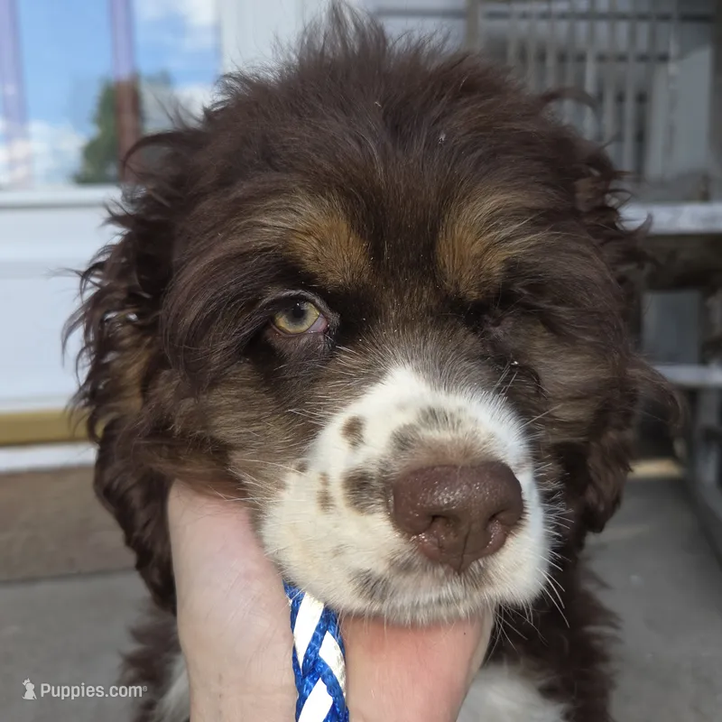 PORTER – Cocker Spaniel puppy on hold in Sheboygan, WI