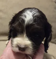 No Name, a female Cocker Spaniel for sale in Sheboygan, WI – 1 of 4